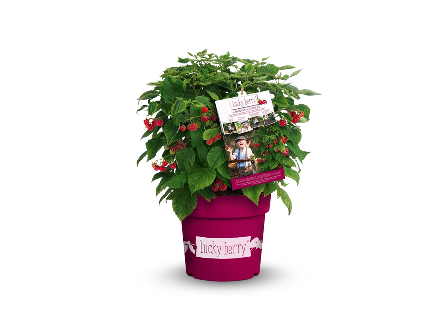 Himbeere 'Lucky Berry'®