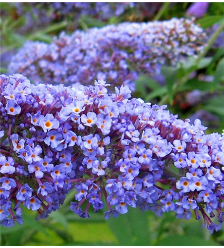 Buddleja davidii 'Summer Lounge'® 'Blue Sarah' (S)