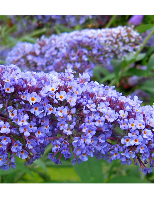 Buddleja davidii 'Summer Lounge'® 'Blue Sarah' (S)