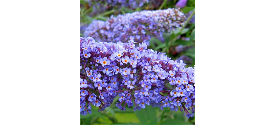 Buddleja davidii 'Summer Lounge'® 'Blue Sarah' (S)