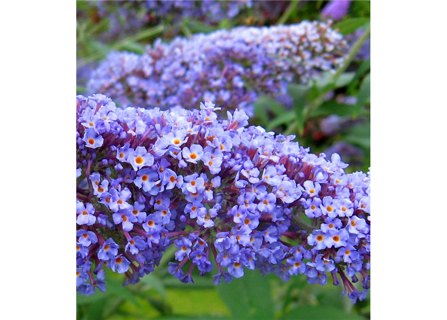 Buddleja davidii 'Summer Lounge'® 'Blue Sarah' (S)