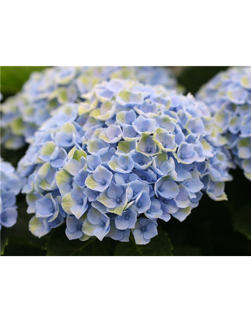 Hortensie 'Magical Revolution'®