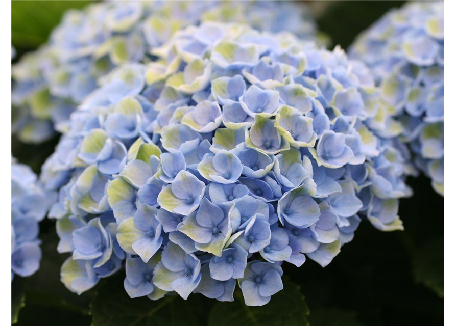 Hortensie 'Magical Revolution'®