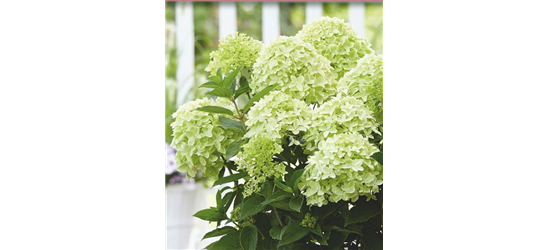 Rispenhortensie 'Whitelight'®