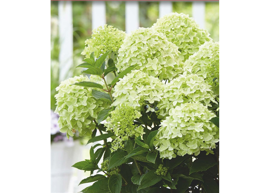 Rispenhortensie 'Whitelight'®