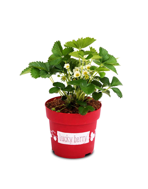 4-Monatserdbeere 'Lucky Berry'®