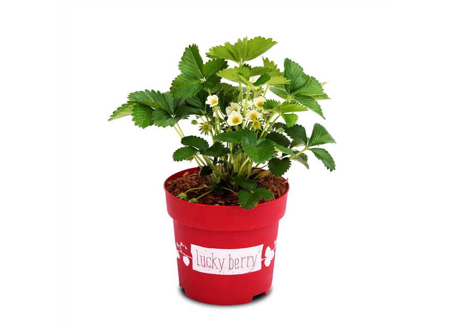 4-Monatserdbeere 'Lucky Berry'®