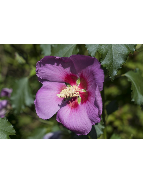 Garteneibisch 'Big Hibiskiss'®