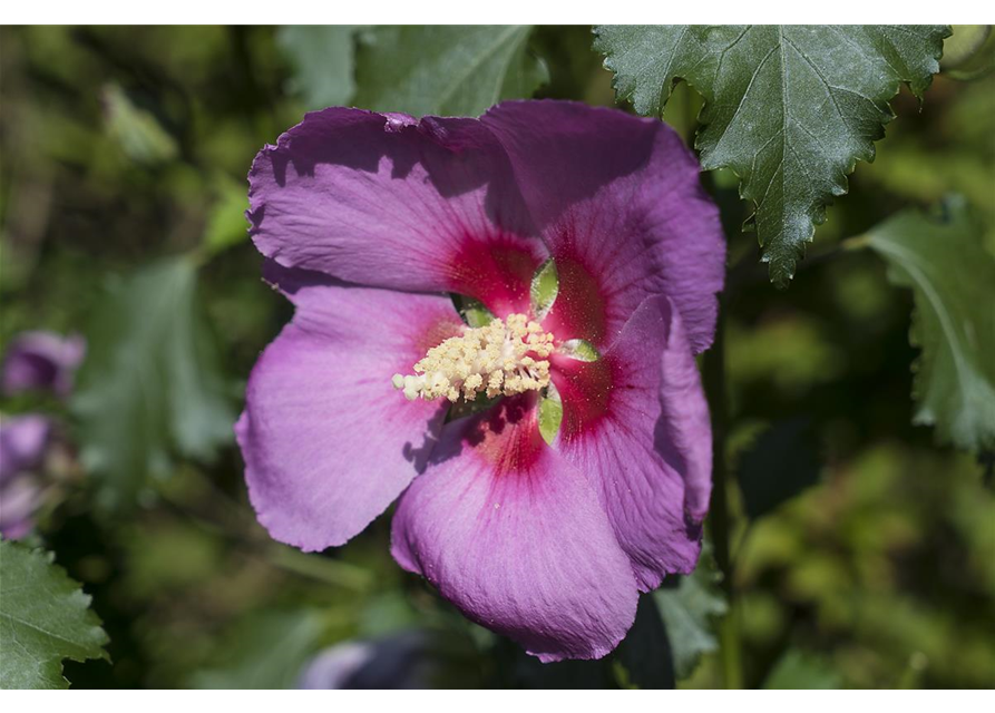 Garteneibisch 'Big Hibiskiss'®