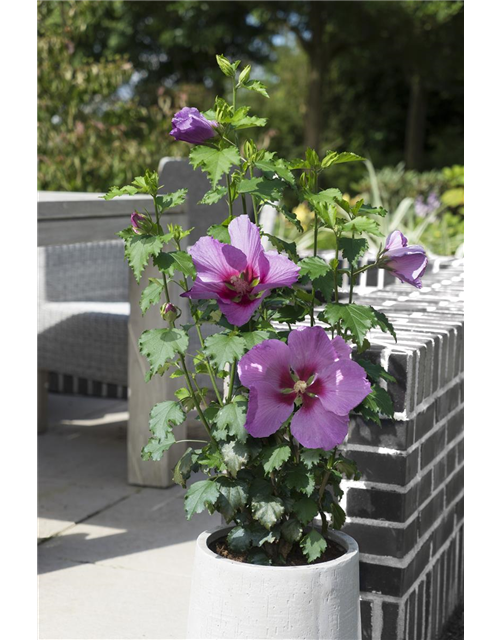 Garteneibisch 'Big Hibiskiss'®