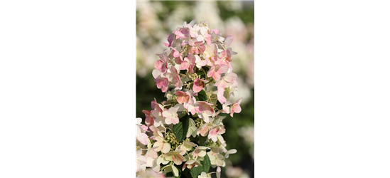 Rispenhortensie 'Magical Candle'®