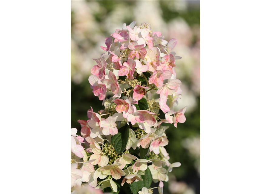 Rispenhortensie 'Magical Candle'®