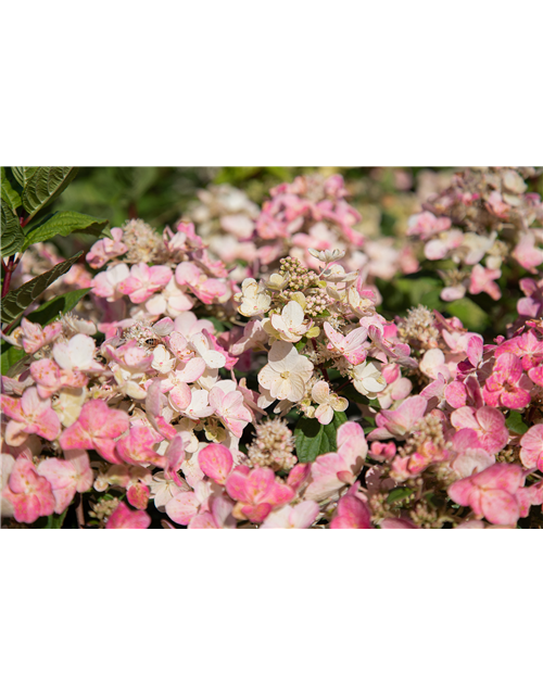 Hydrangea paniculata 'Magical Fire'®