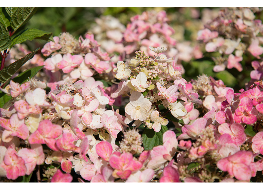 Hydrangea paniculata 'Magical Fire'®