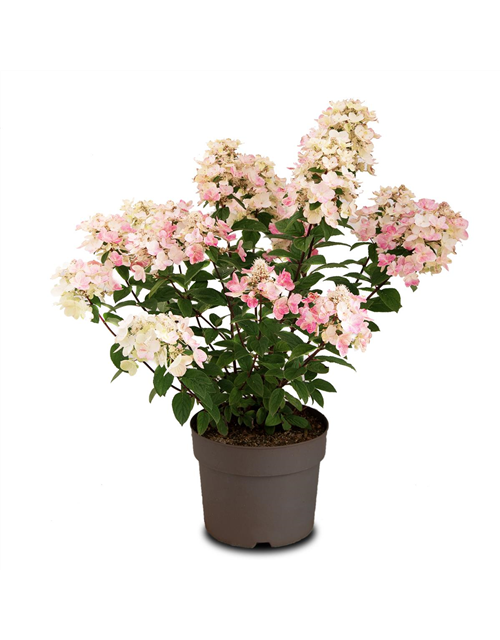 Hydrangea paniculata 'Magical Fire'®