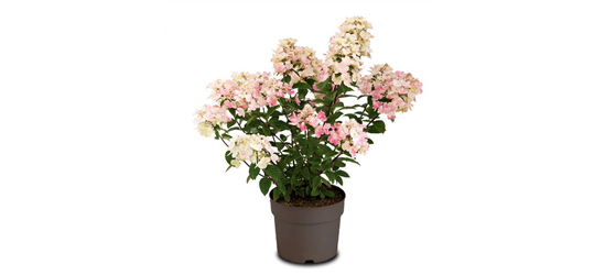 Hydrangea paniculata 'Magical Fire'®