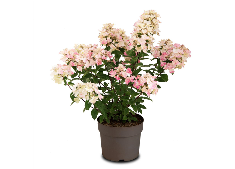 Hydrangea paniculata 'Magical Fire'®