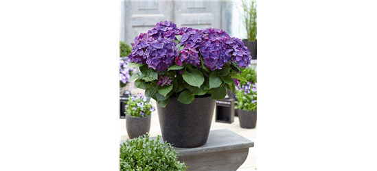 Bauernhortensie 'Forever & Ever'®, violett