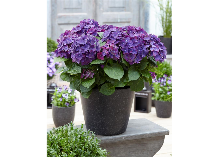 Bauernhortensie 'Forever & Ever'®, violett