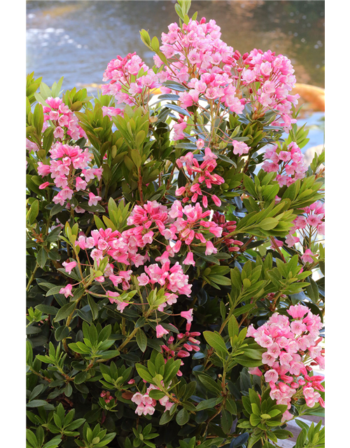 Rhododendron micranthum 'Bloombux'® magenta