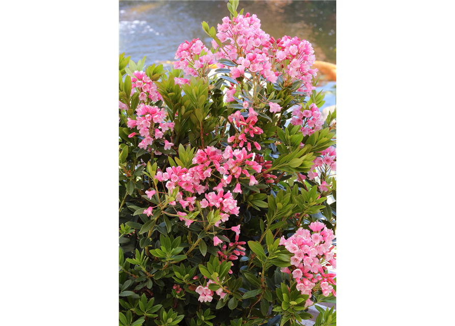 Rhododendron micranthum 'Bloombux'® magenta