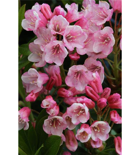 Rhododendron micranthum 'Bloombux'® magenta