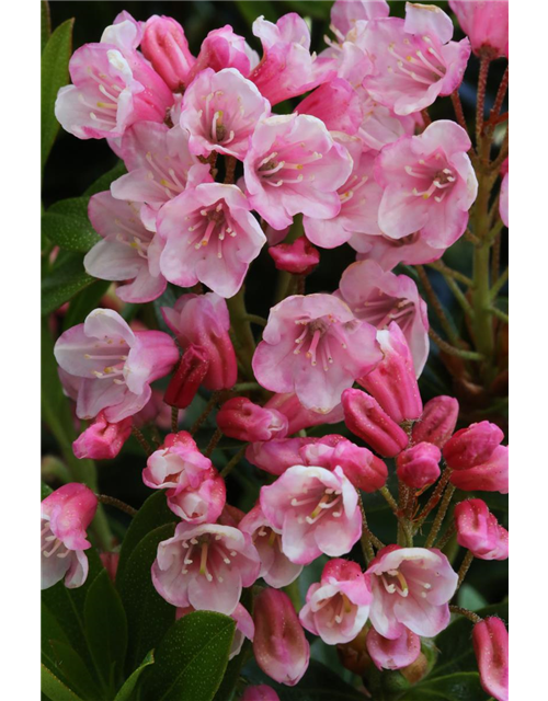 Rhododendron micranthum 'Bloombux'® magenta