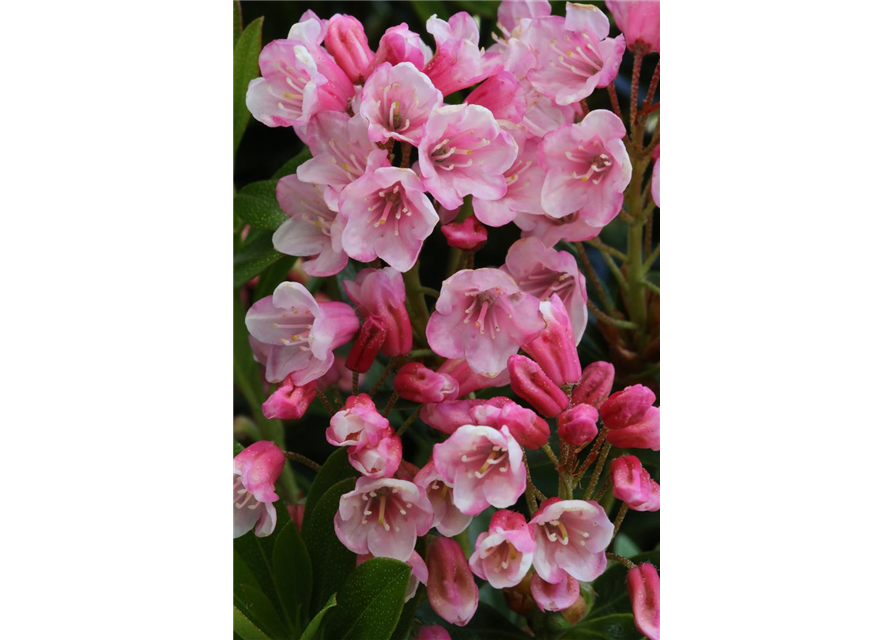 Rhododendron micranthum 'Bloombux'® magenta