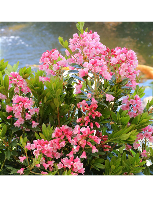 Rhododendron 'Bloombux® Nugget'