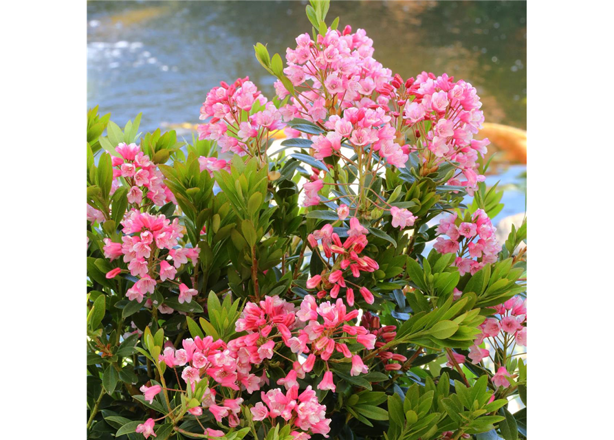 Rhododendron 'Bloombux® Nugget'