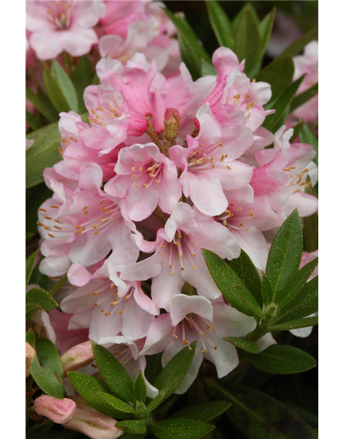 Rhododendron micranthum 'Bloombux'® pink