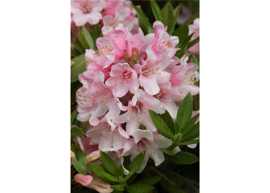 Rhododendron micranthum 'Bloombux'® pink