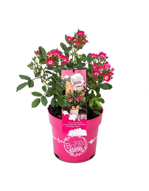 Rosa 'Rosy Boom® Mini'