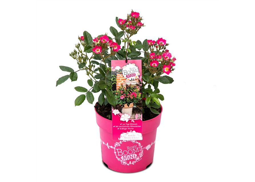 Rosa 'Rosy Boom® Mini'