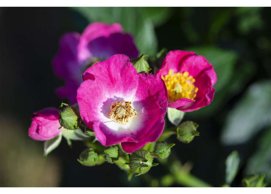 Rosa 'Rosy Boom® Mini'