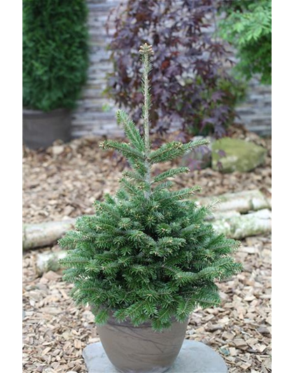 Abies nordmanniana