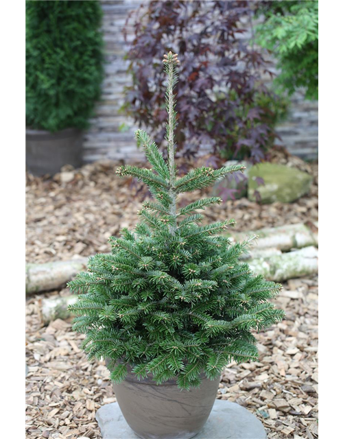 Abies nordmanniana