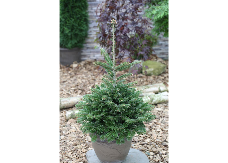 Abies nordmanniana