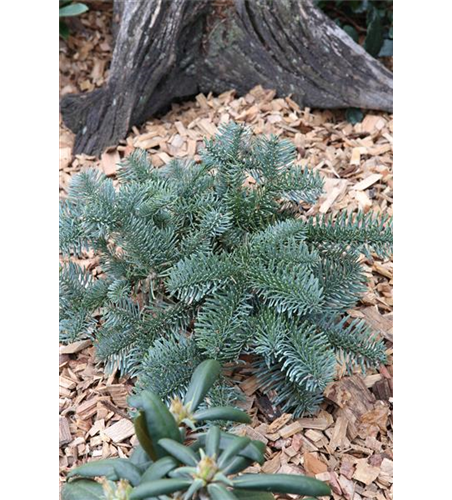 Silbertanne 'Glauca'