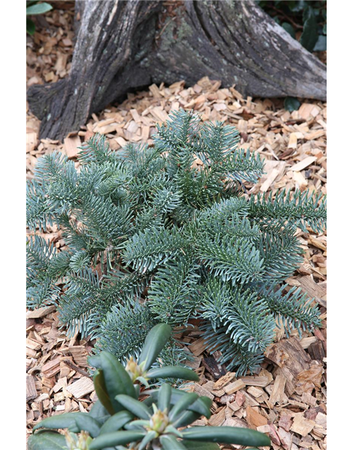 Silbertanne 'Glauca'