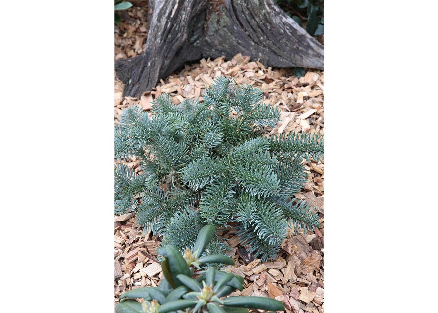 Silbertanne 'Glauca'