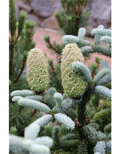 Silbertanne 'Glauca'