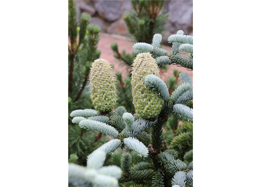 Silbertanne 'Glauca'