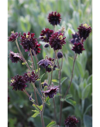 Aquilegia cultorum 'Black Barlow'