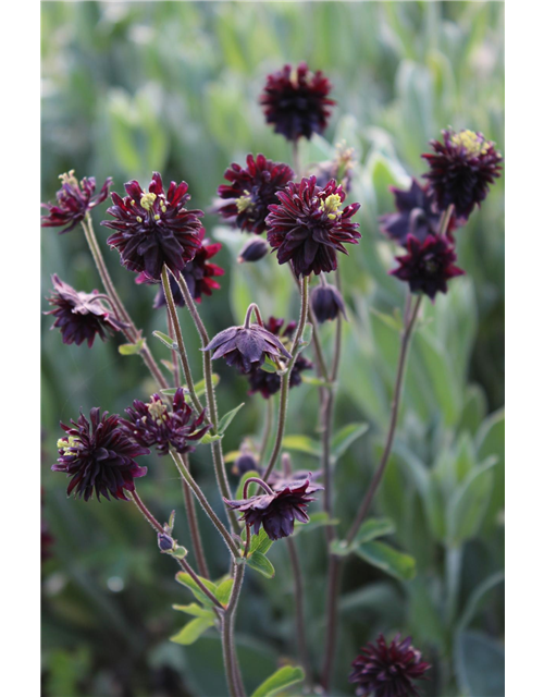 Aquilegia cultorum 'Black Barlow'