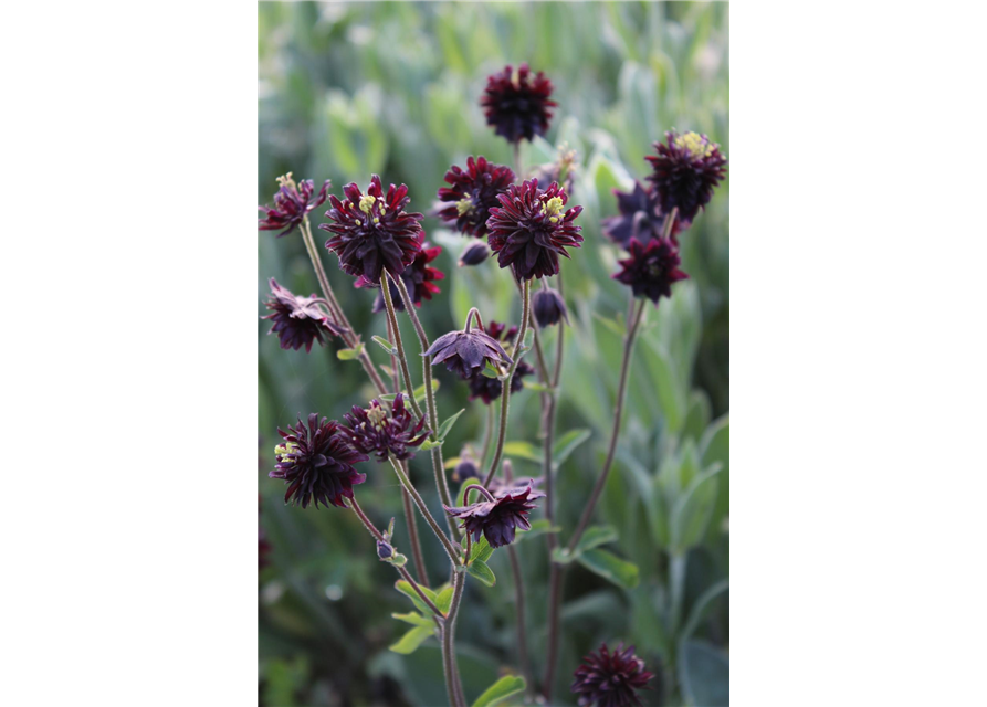 Aquilegia cultorum 'Black Barlow'