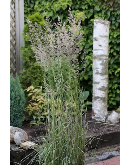 Calamagrostis x acutiflora 'Overdam'