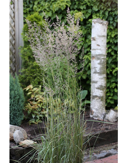 Calamagrostis x acutiflora 'Overdam'