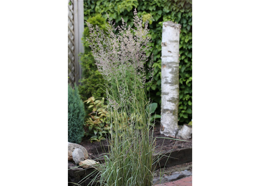 Calamagrostis x acutiflora 'Overdam'