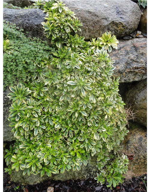 Arabis ferdinandi-coburgii 'Old Gold'